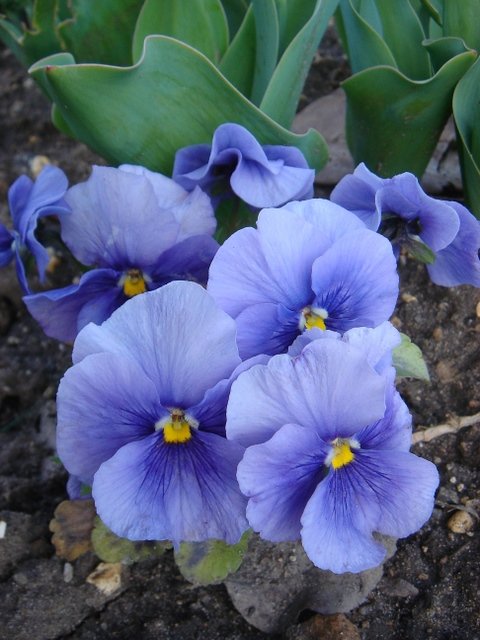 Viola hybride 'Matrix bleu d'azur'